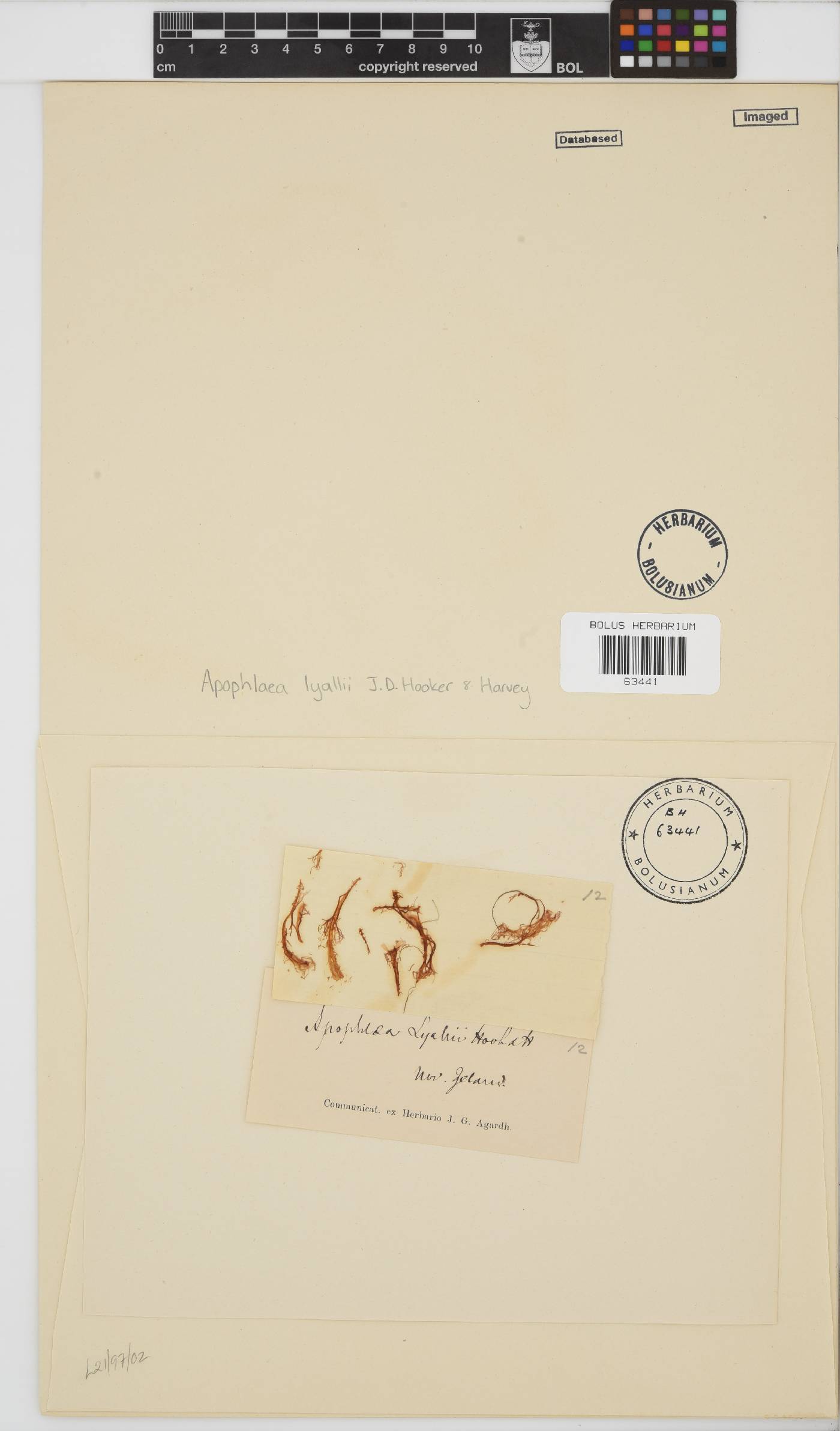 Apophlaea lyallii image