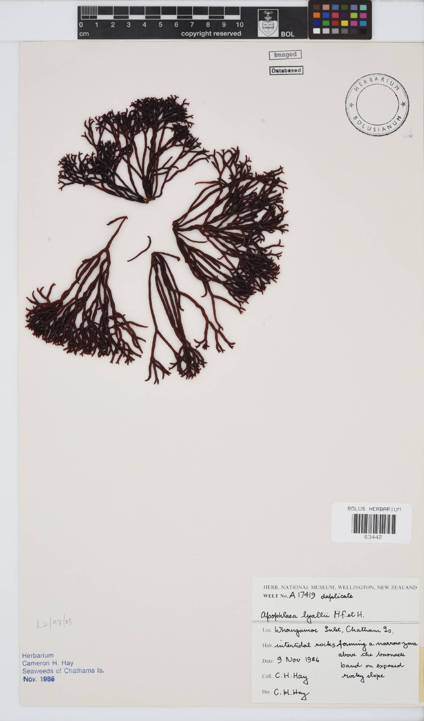 Apophlaea lyallii image