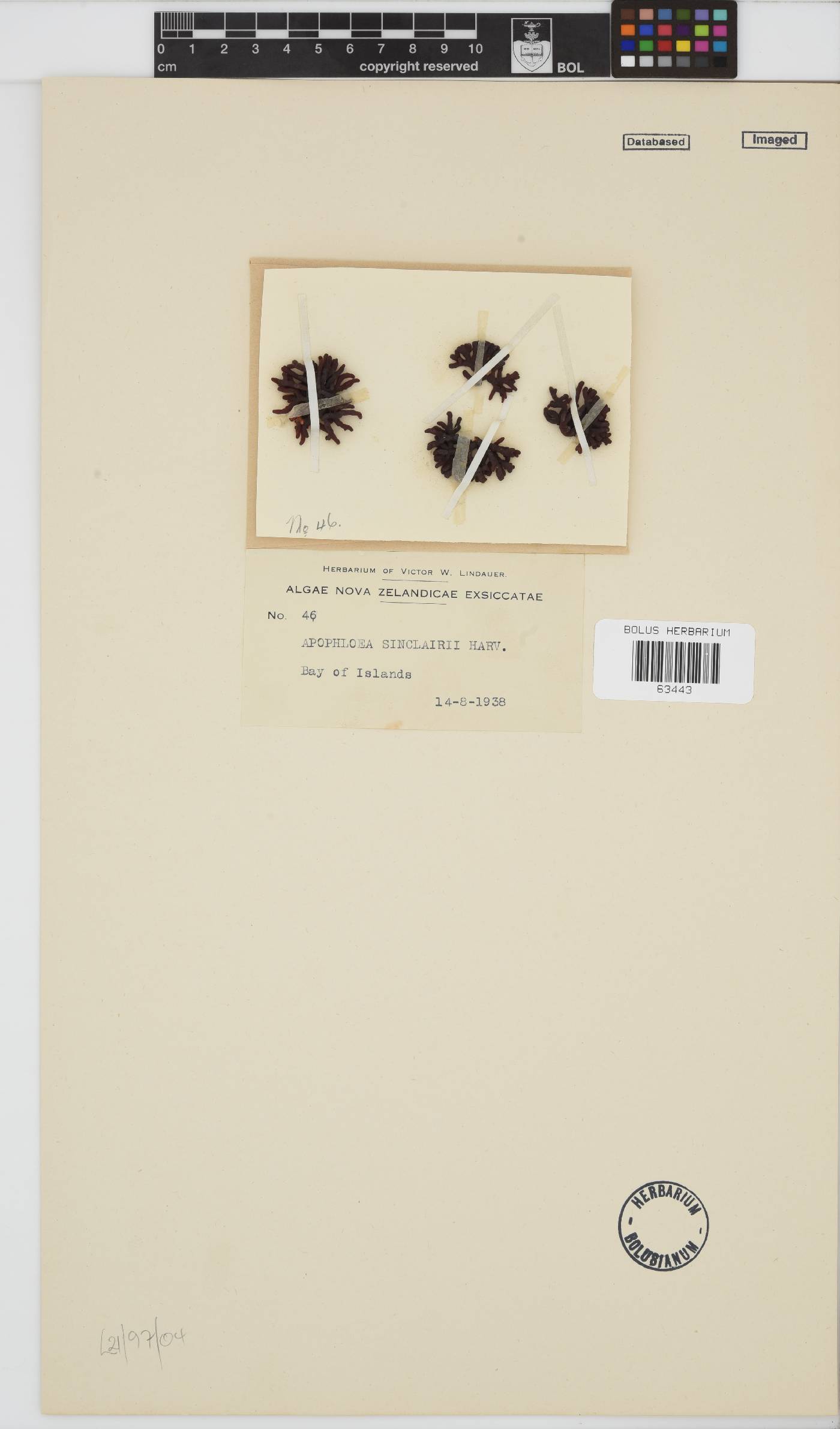 Apophlaea image