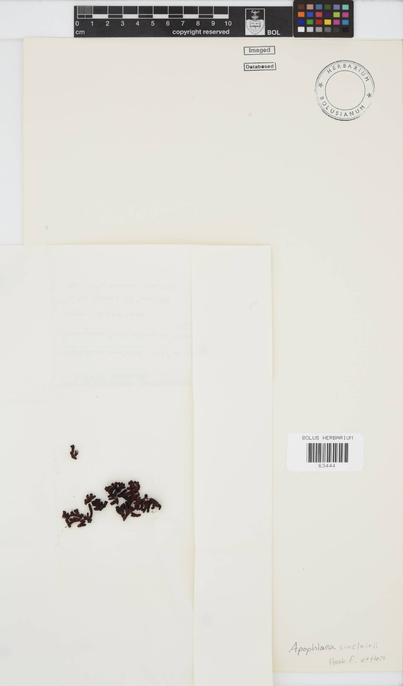 Hildenbrandiaceae image