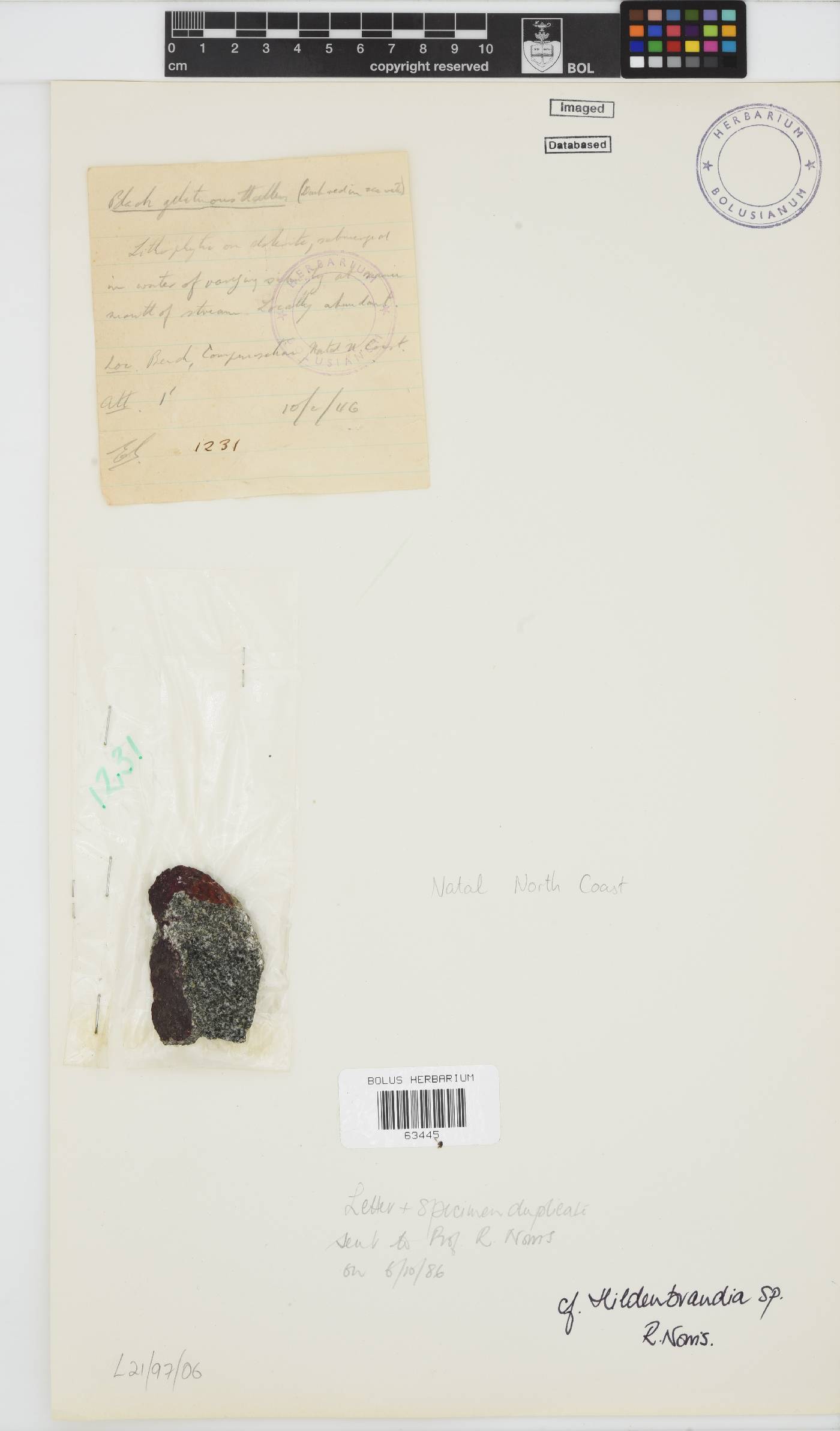 Hildenbrandia image