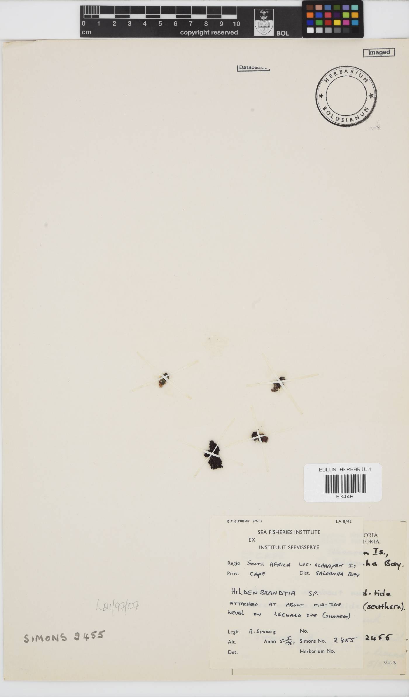 Hildenbrandia image