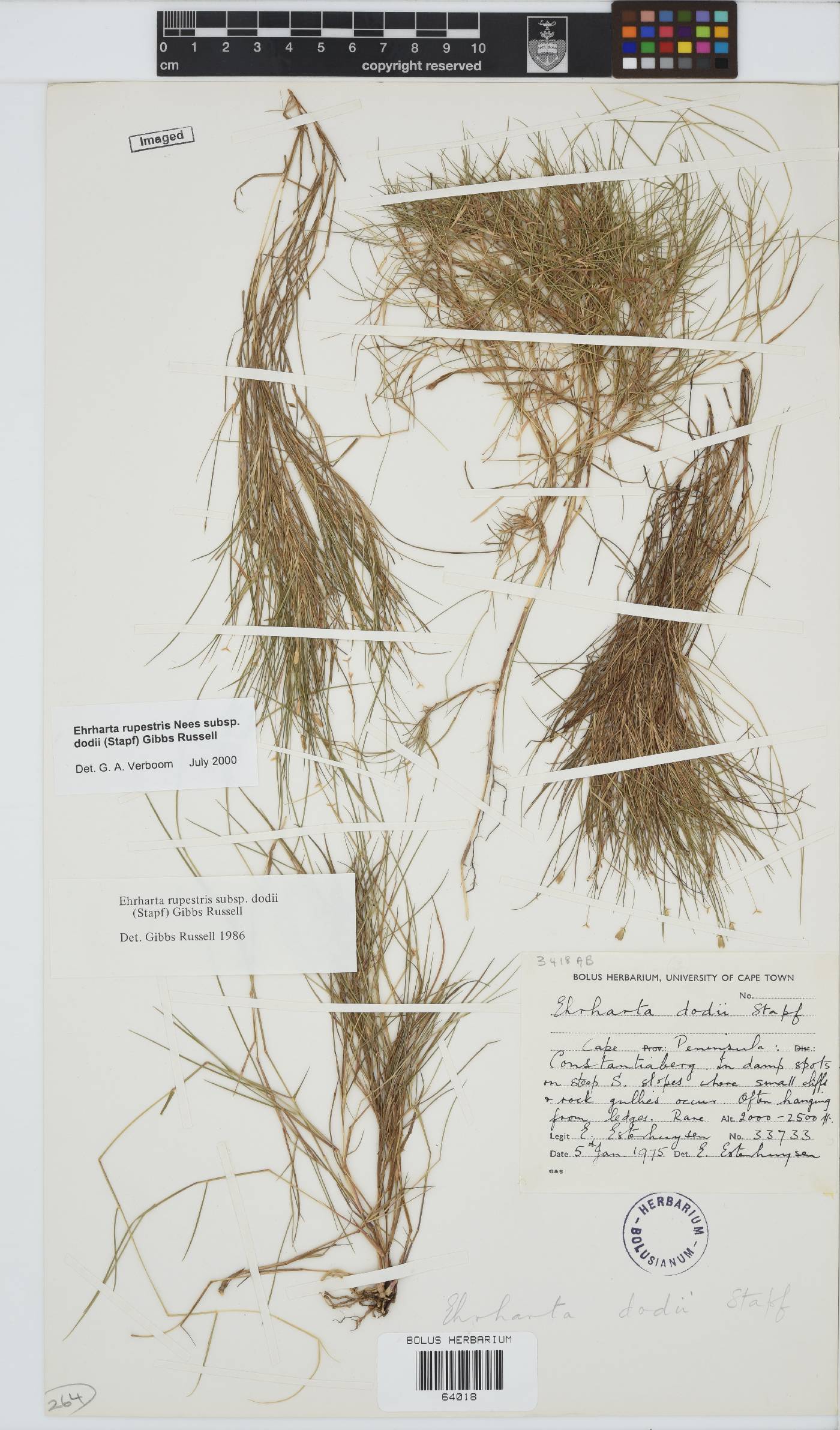 Ehrharta rupestris subsp. dodii image