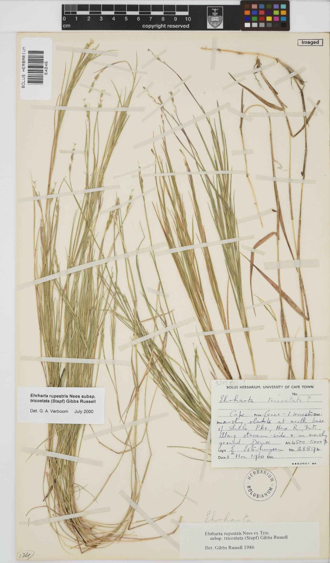 Ehrharta rupestris subsp. tricostata image