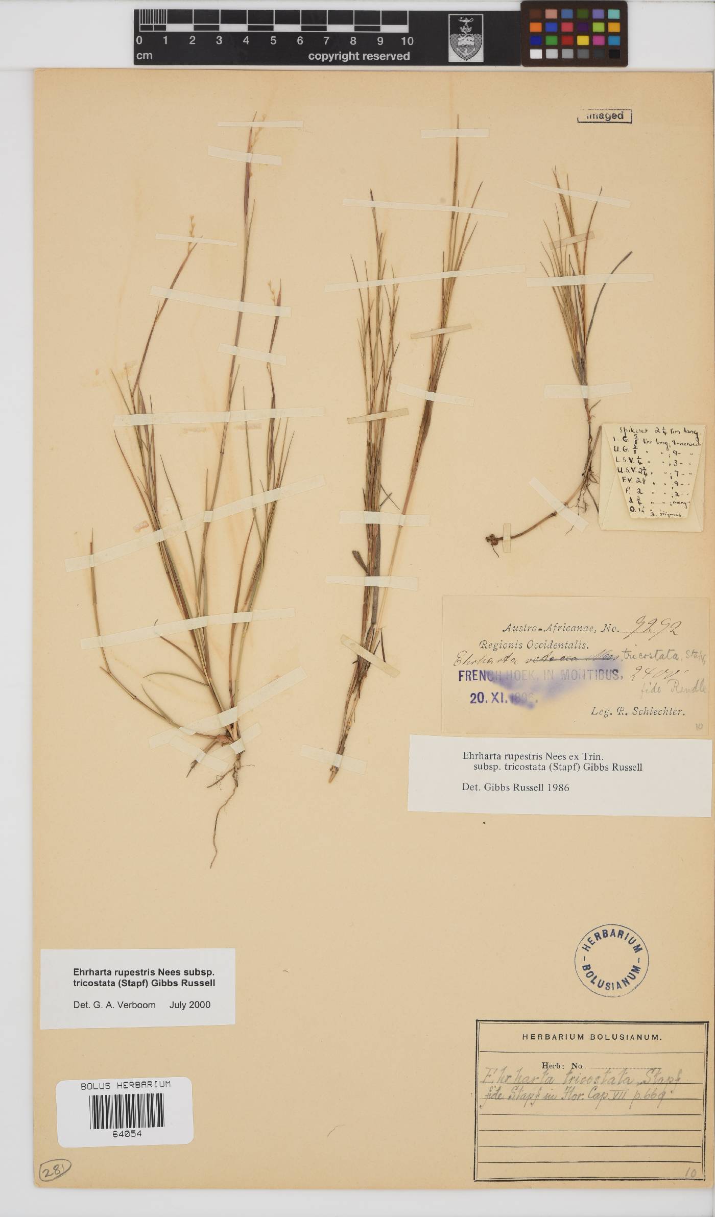Ehrharta rupestris image