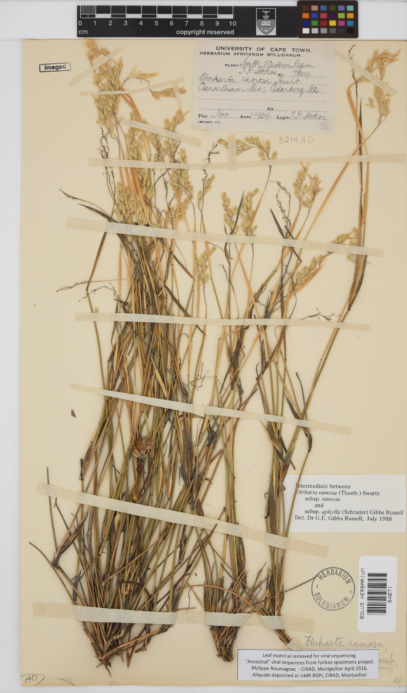 Ehrharta ramosa image