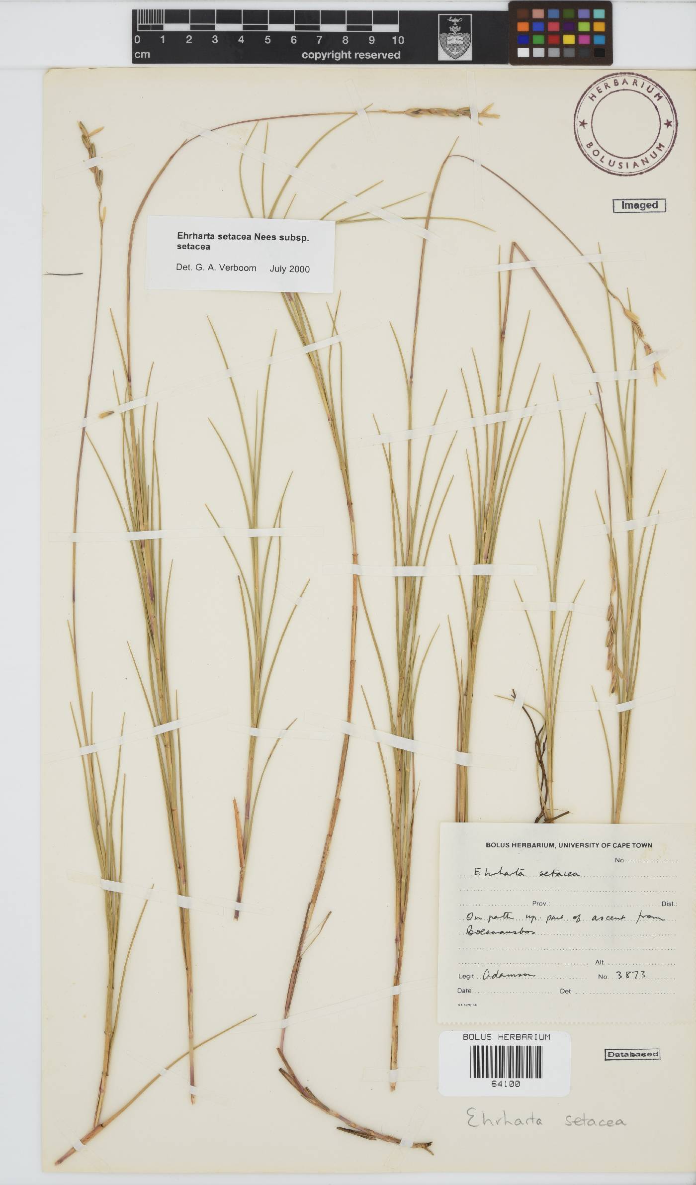 Ehrharta setacea subsp. setacea image