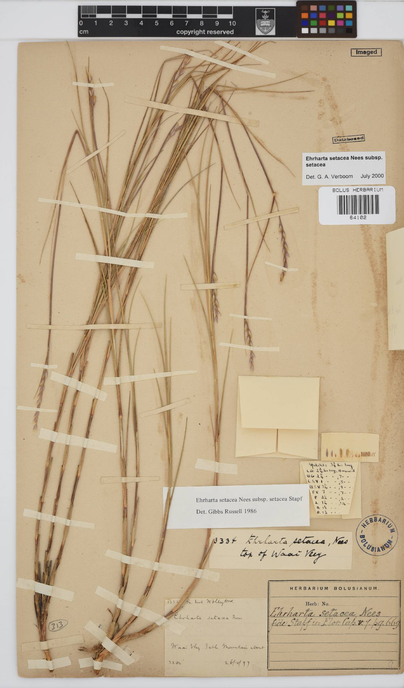 Ehrharta setacea subsp. setacea image