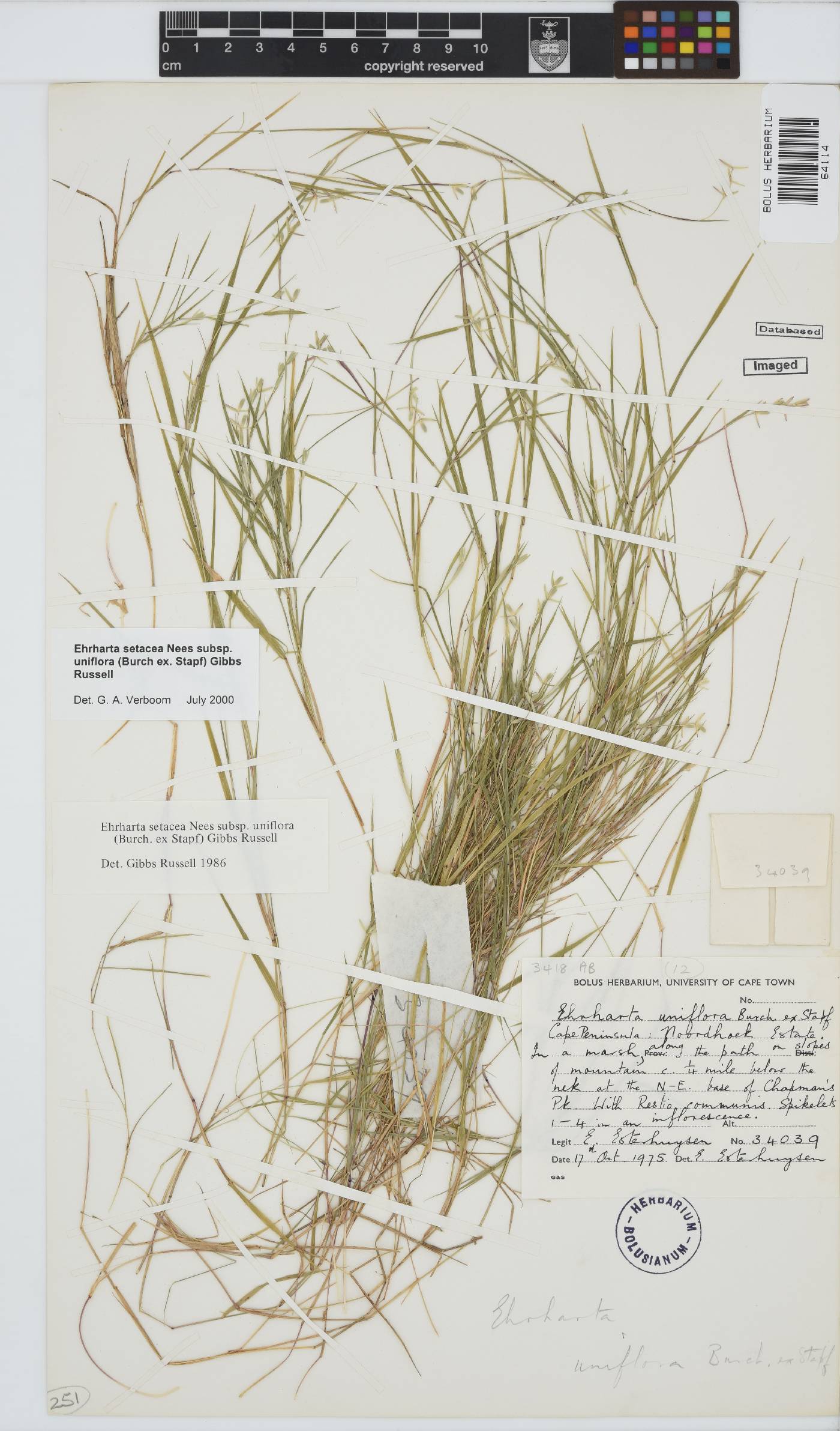 Ehrharta setacea subsp. uniflora image