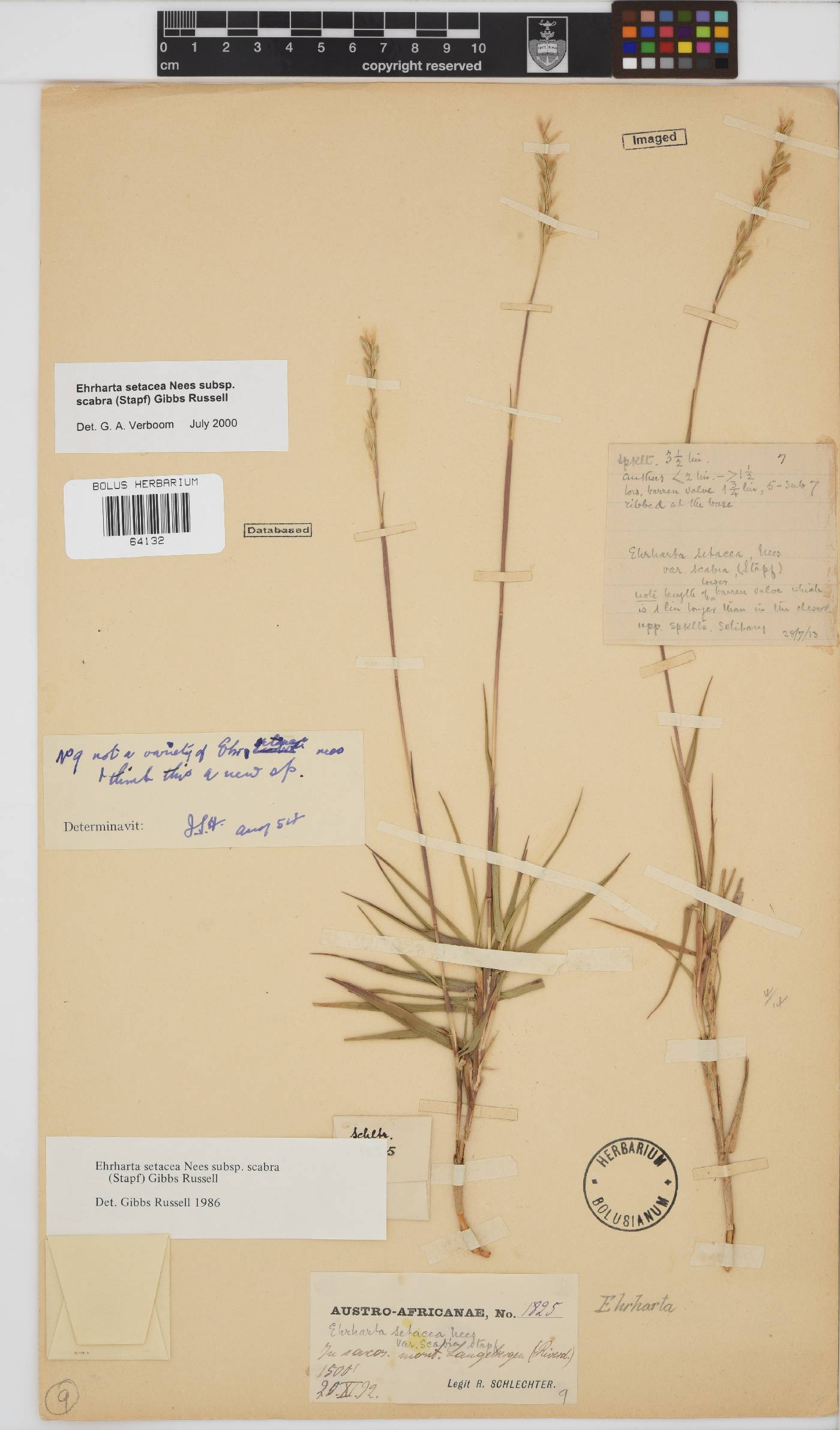 Ehrharta setacea image