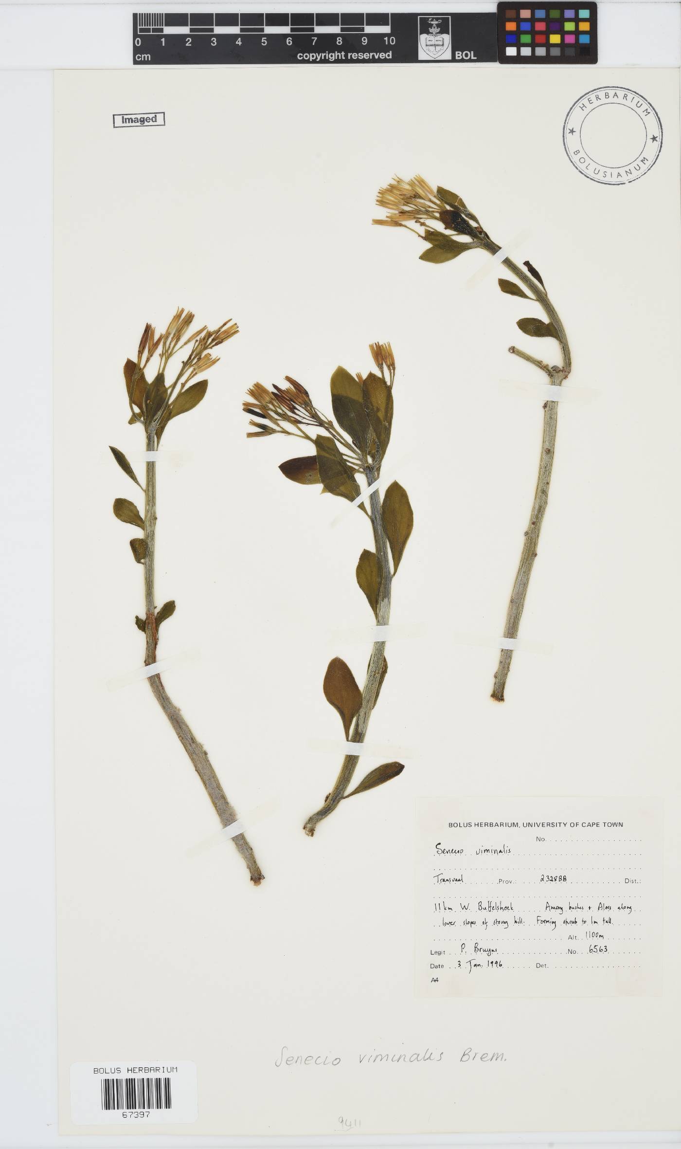 Senecio viminalis image
