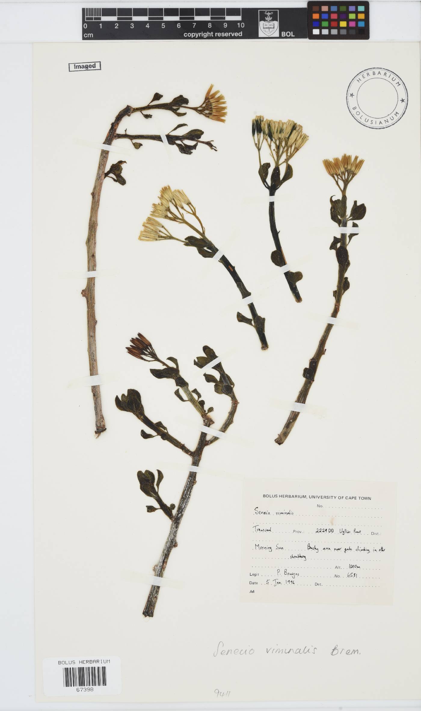 Senecio viminalis image