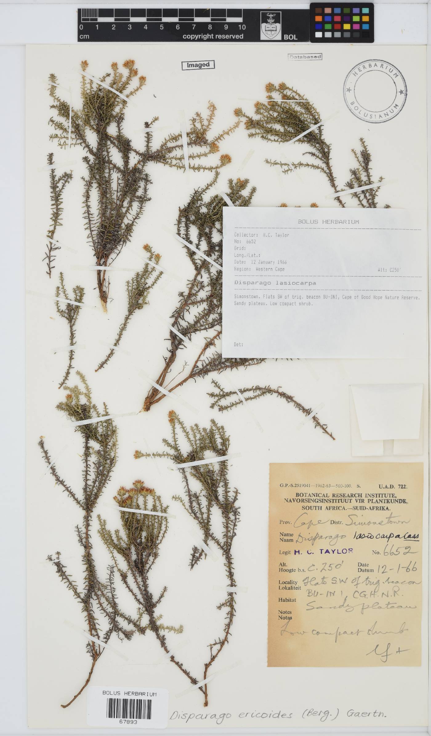 Disparago ericoides image
