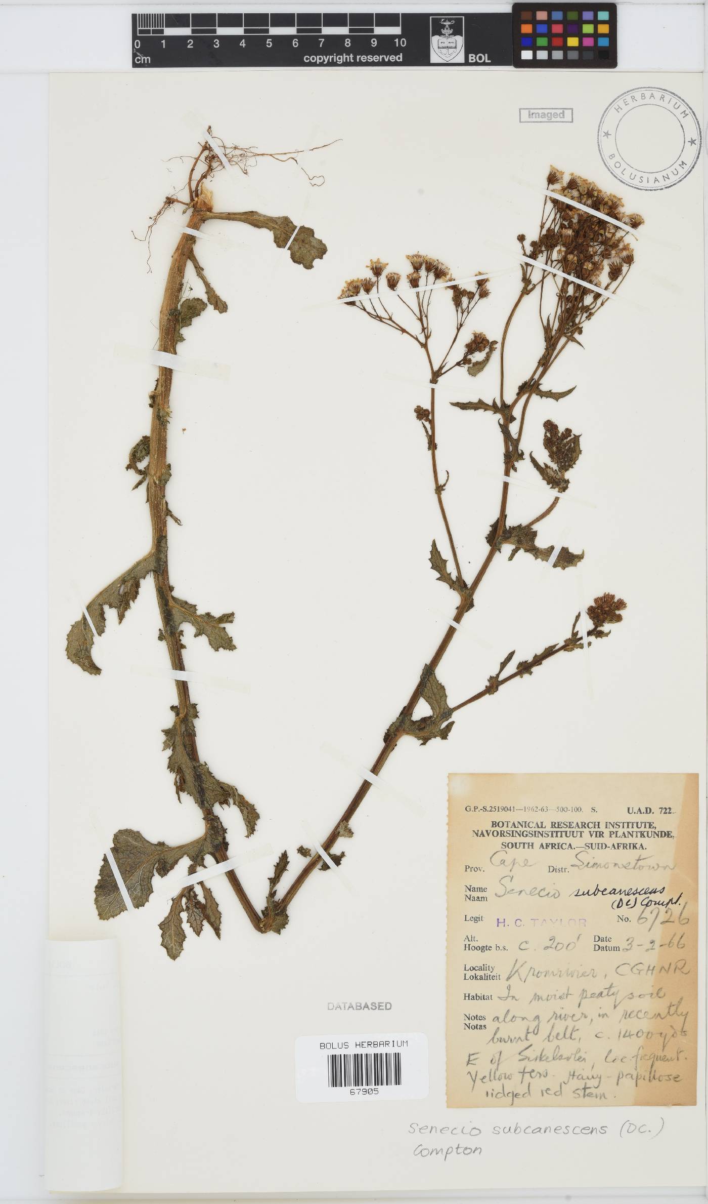 Senecio rigidus image