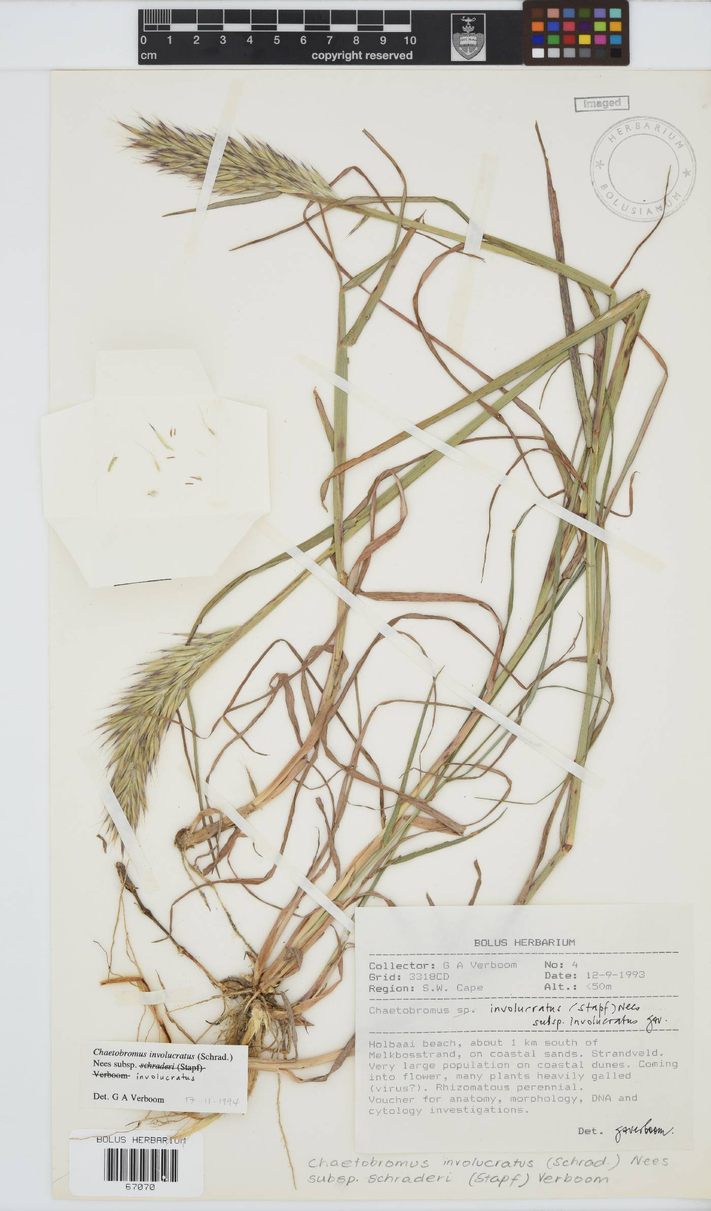 Chaetobromus involucratus image