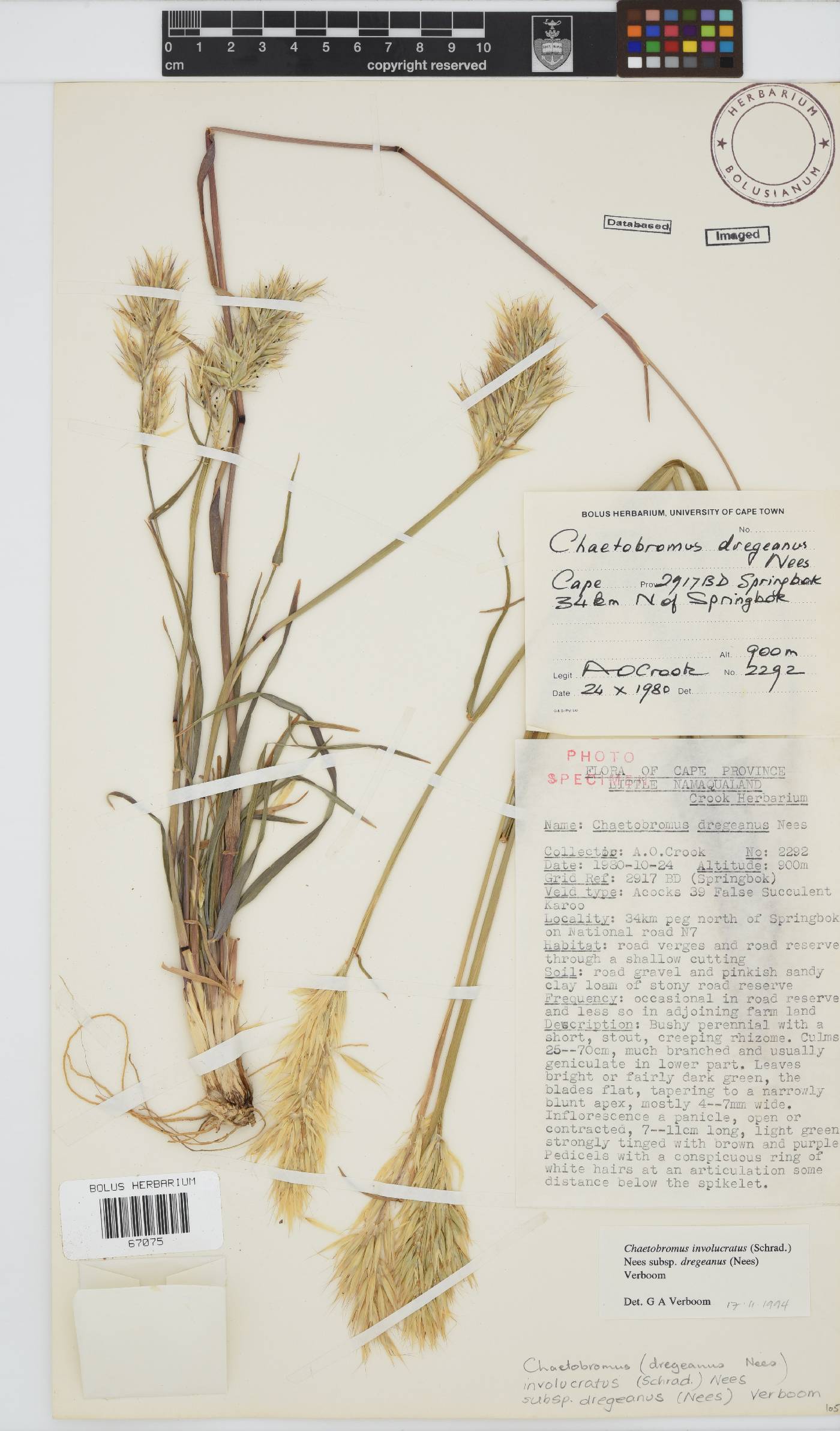 Chaetobromus involucratus subsp. dregeanus image