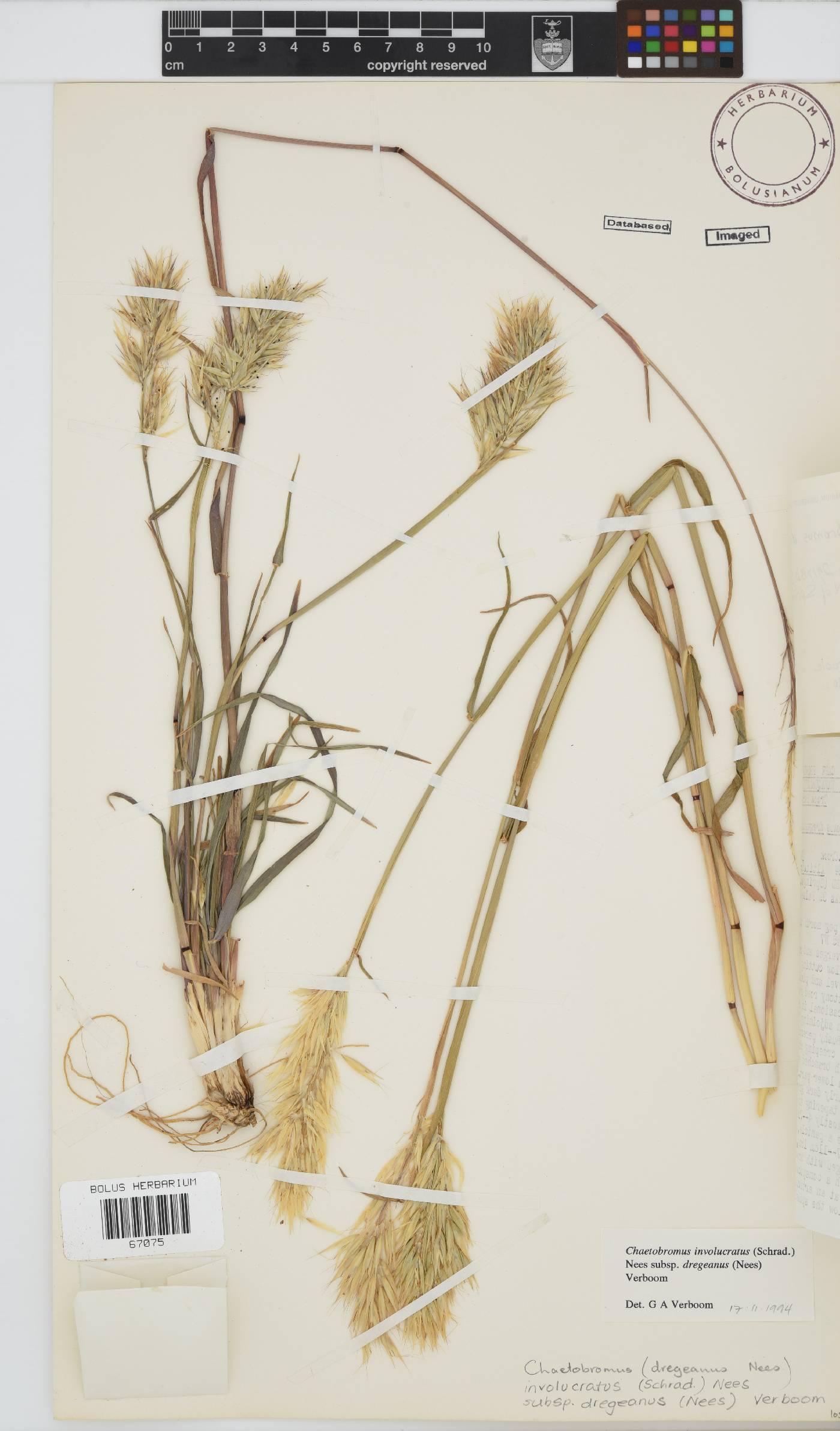 Chaetobromus involucratus subsp. dregeanus image