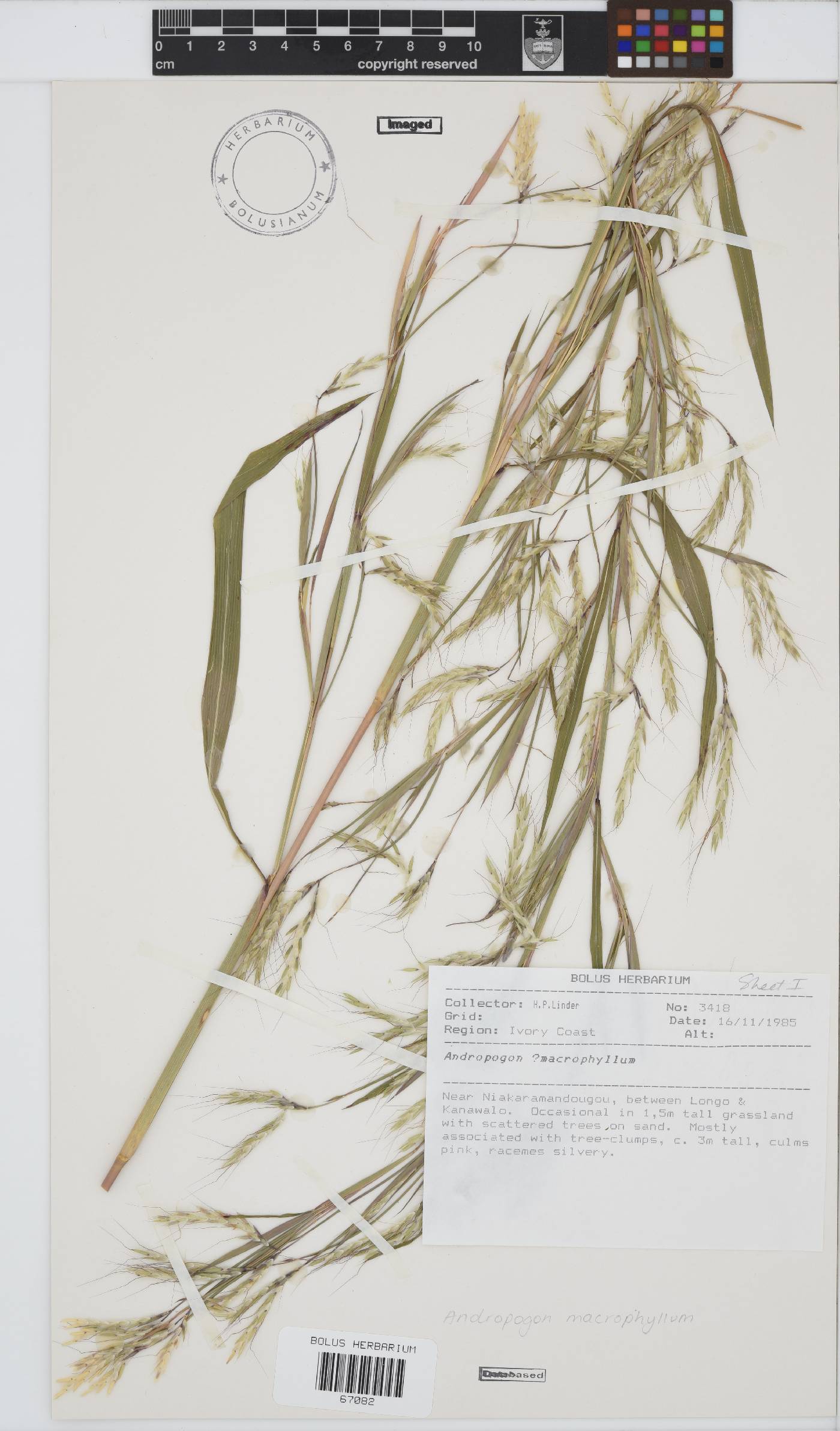 Andropogon macrophyllus image