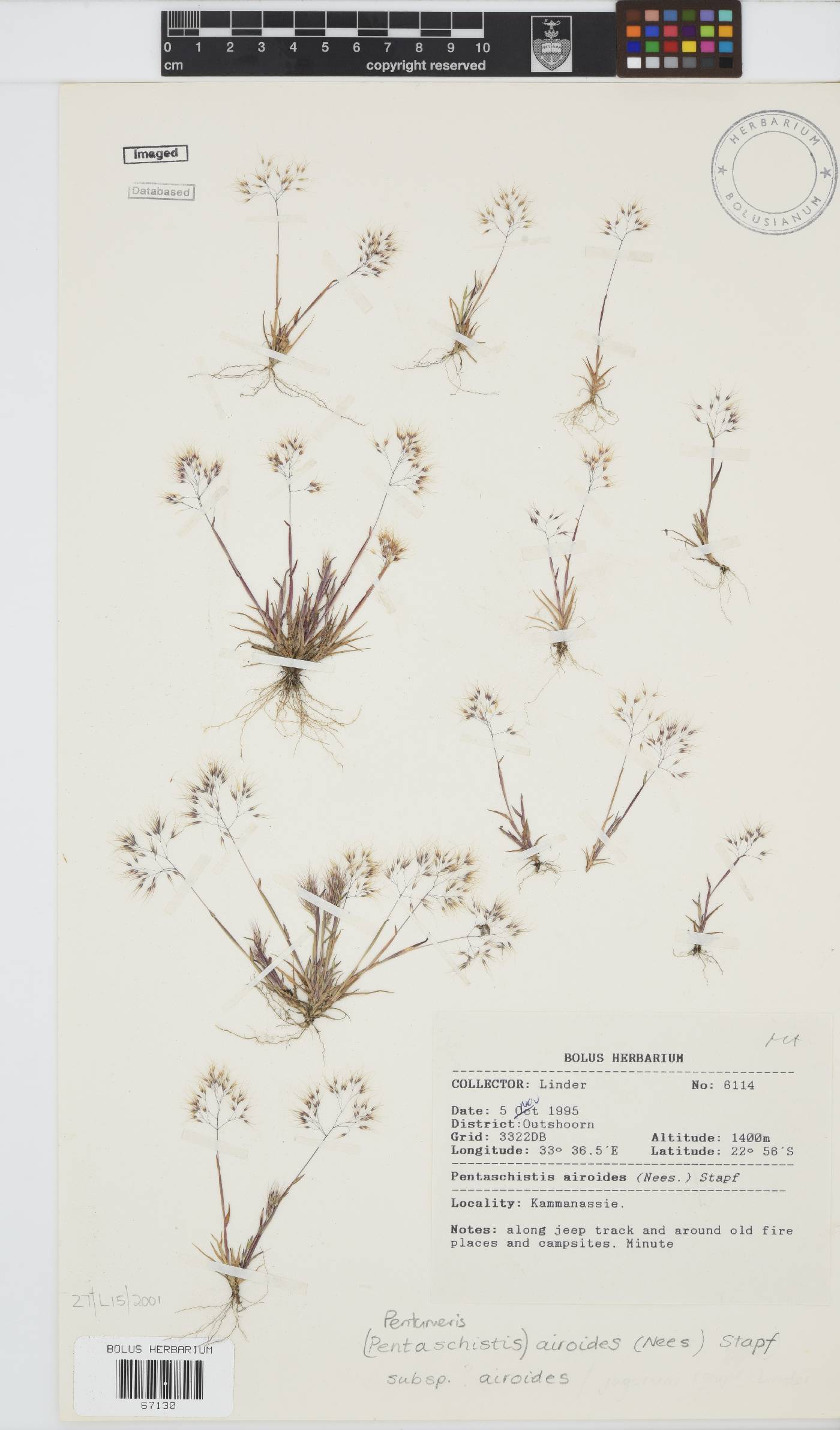 Pentameris airoides image