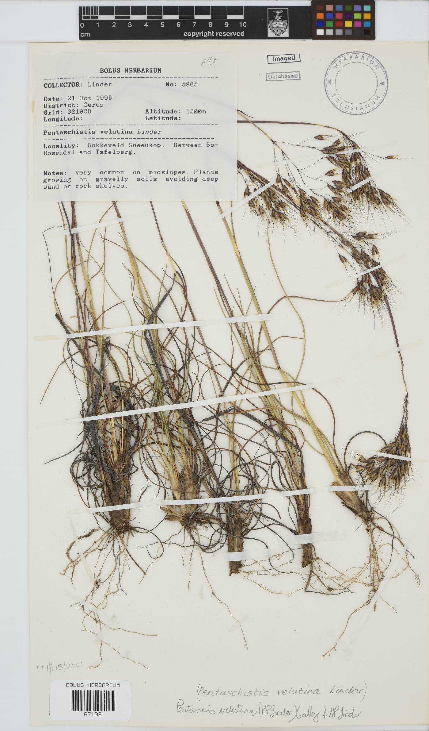 Pentameris velutina image
