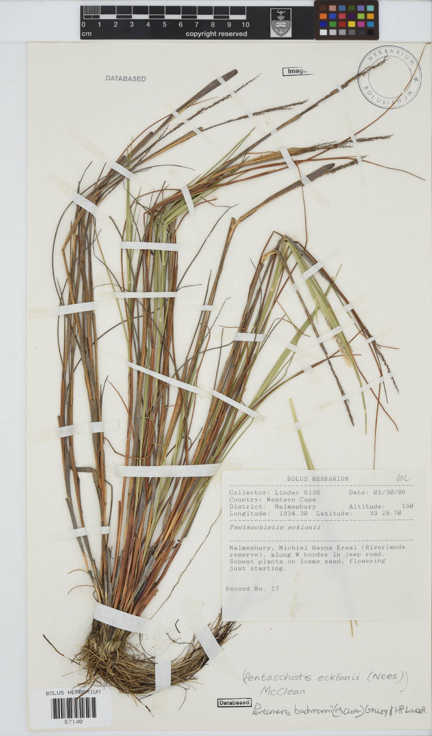 Pentameris bachmannii image
