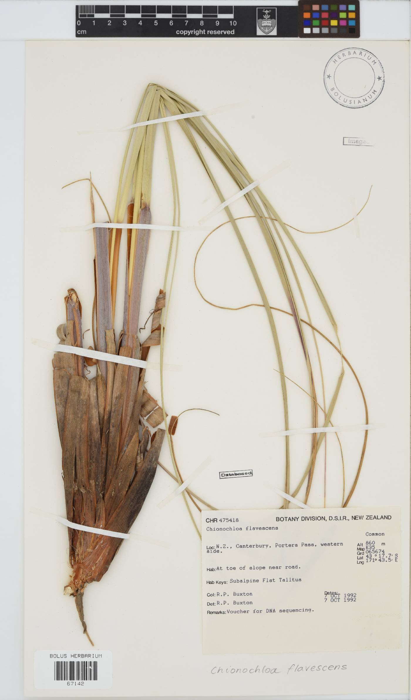 Chionochloa flavescens image