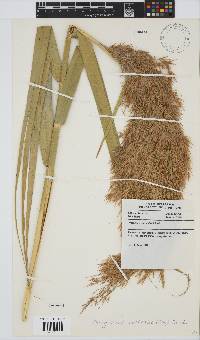 Phragmites australis image