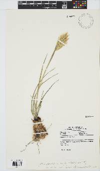 Geochloa rufa image