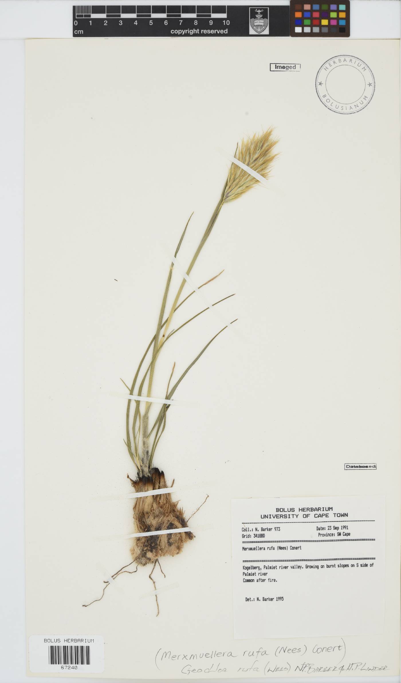 Geochloa rufa image