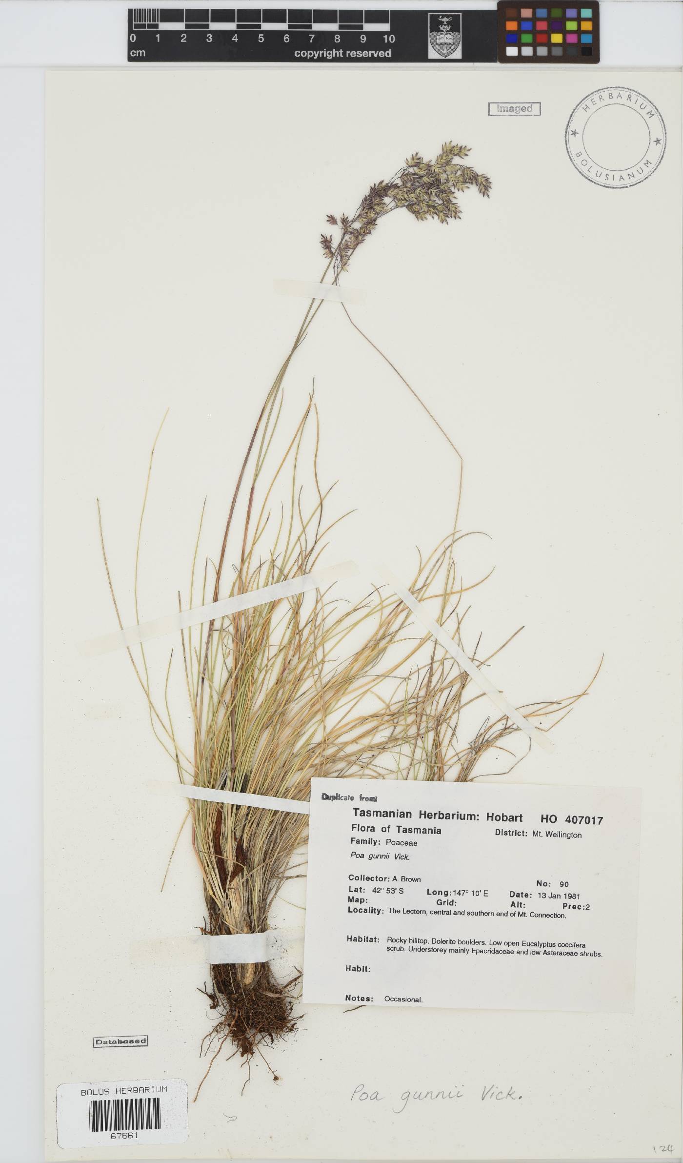 Poa gunnii image