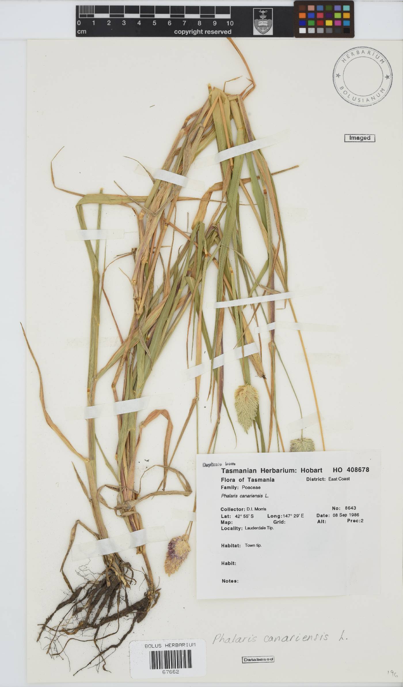 Phalaris canariensis image