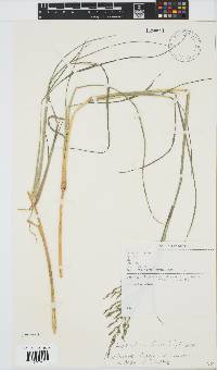 Leptochloa fusca image