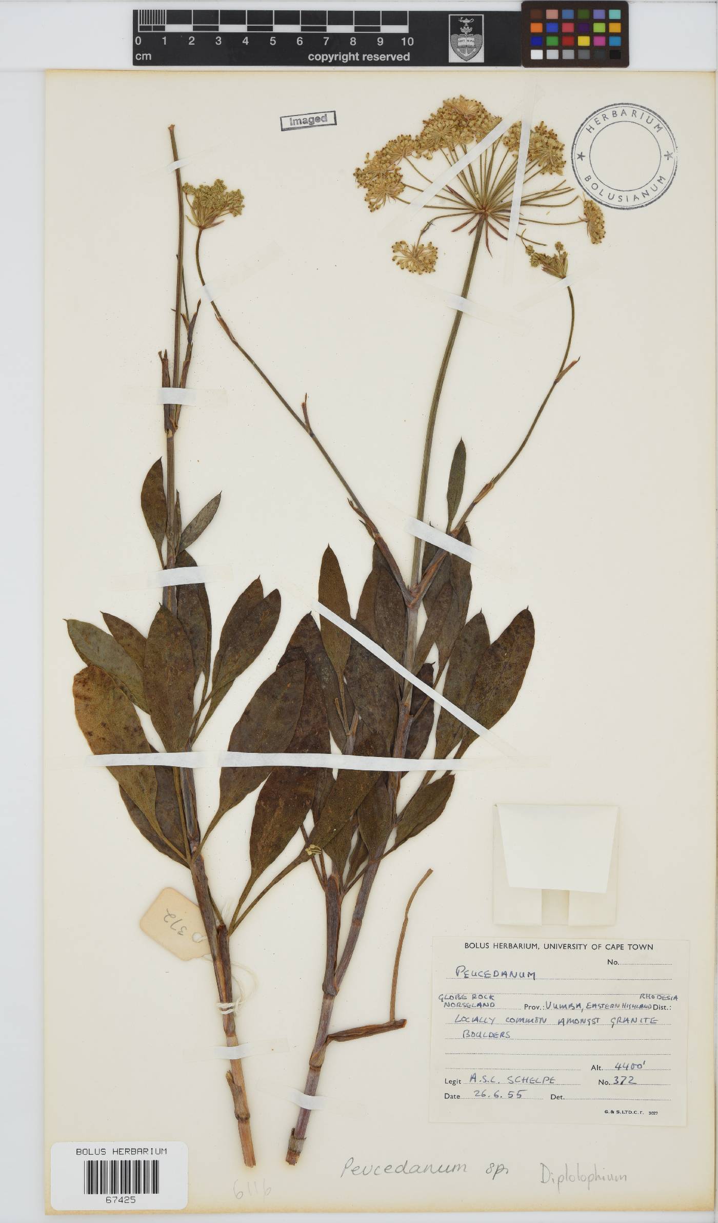 Diplolophium image