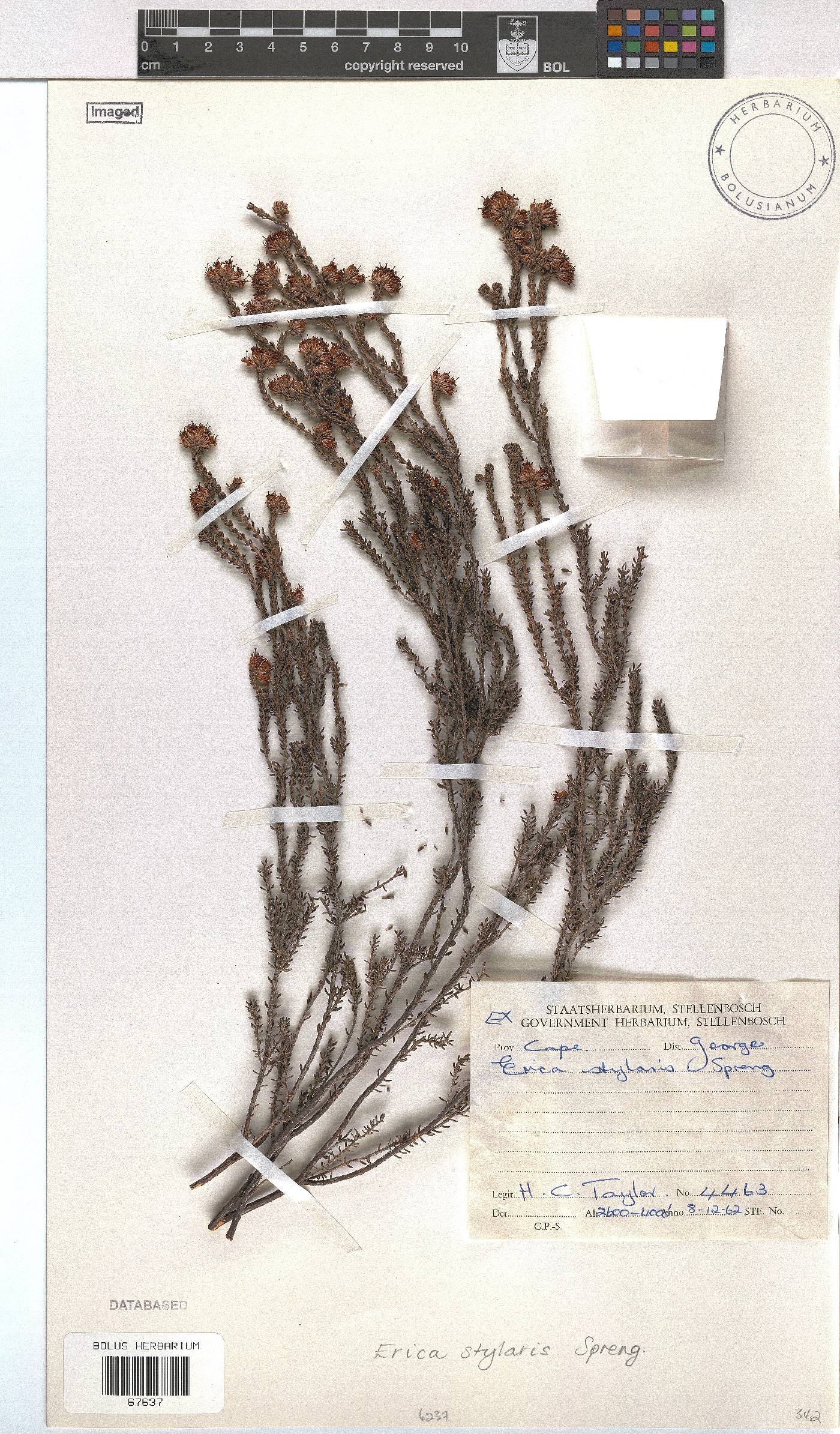 Erica stylaris image