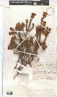 Erica ampullacea image