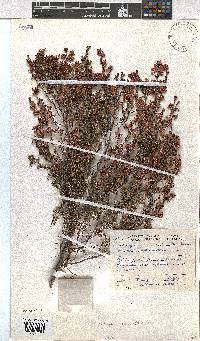 Erica melanthera image