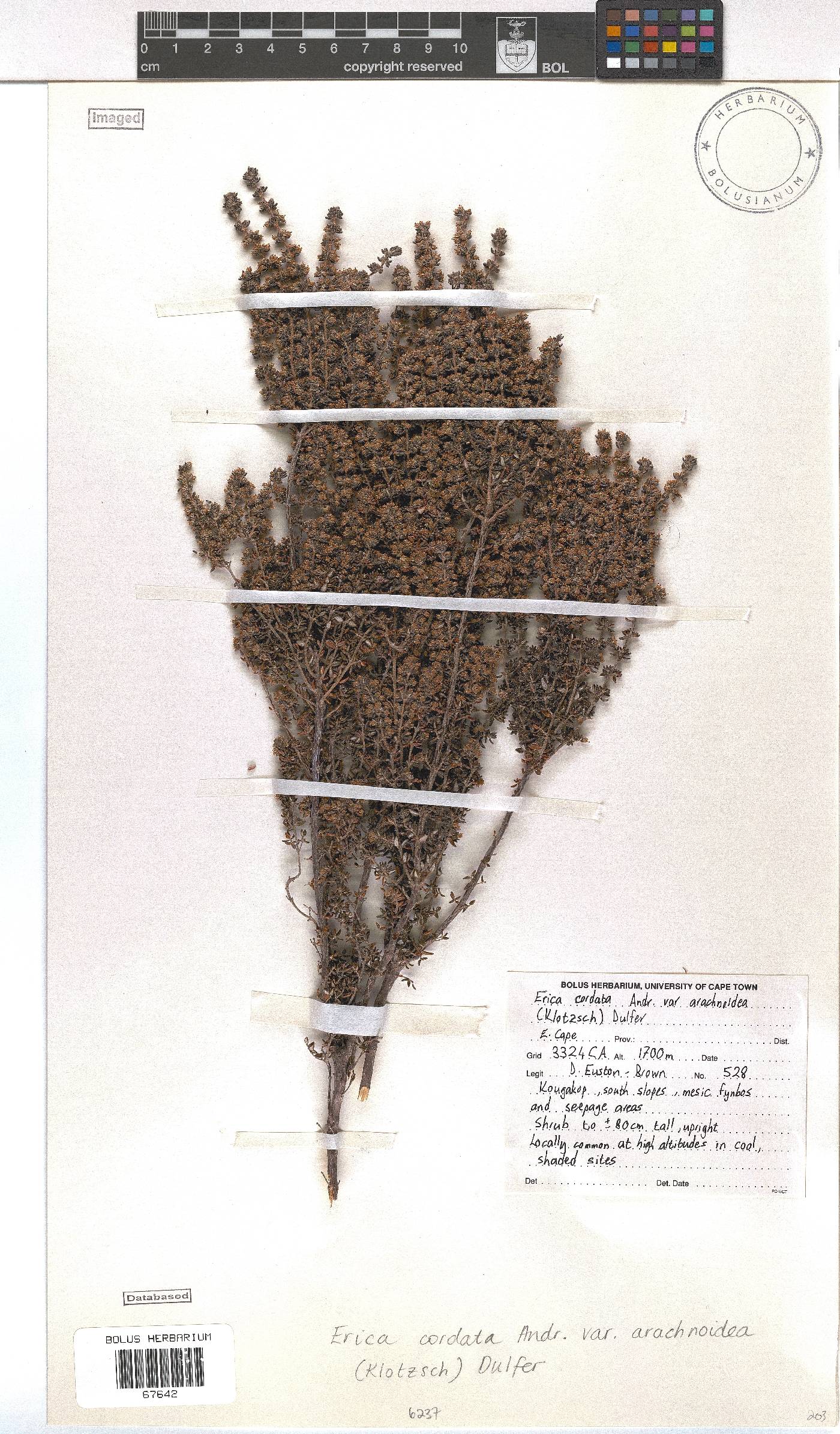 Erica cordata image