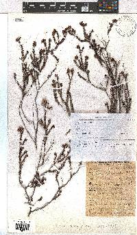 Erica clavisepala image