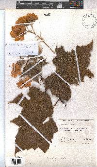Image of Dombeya burgessiae