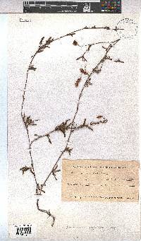 Hermannia angularis image