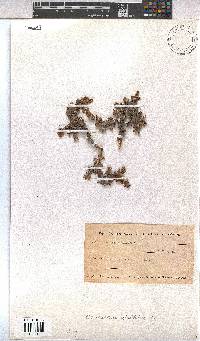 Hermannia alnifolia image
