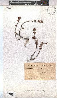 Hermannia angularis image