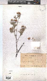 Hermannia velutina image