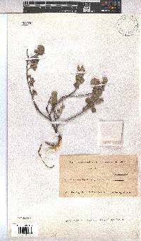 Hermannia suavis image