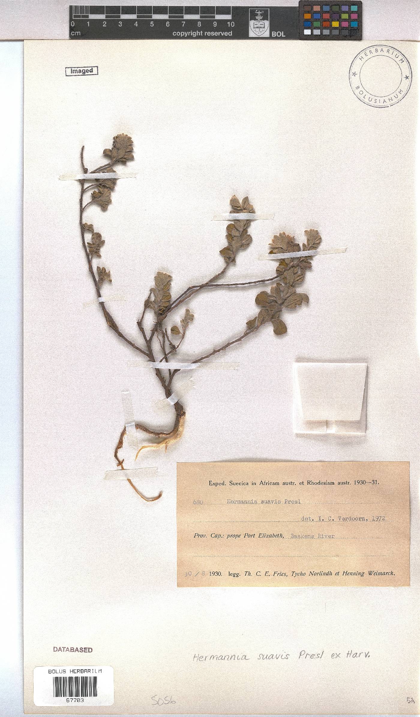 Hermannia suavis image