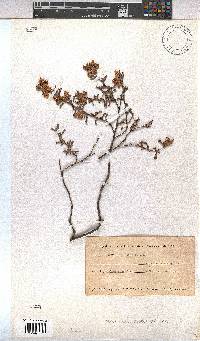 Hermannia rudis image