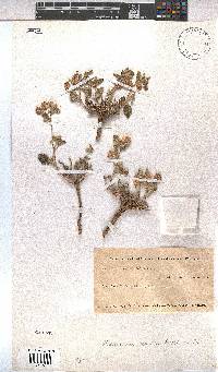 Hermannia comosa image