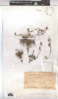 Hermannia pulverata image