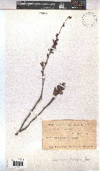 Hermannia flammea image