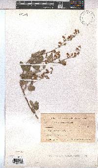 Hermannia althaeoides image